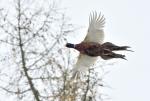 Pheasant (Phasianus colchicus)