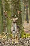 Fallow Deer (Dama dama)