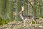 Fallow Deer (Dama dama)