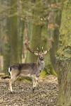 Fallow Deer (Dama dama)