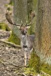 Fallow Deer (Dama dama)