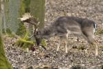 Fallow Deer (Dama dama)