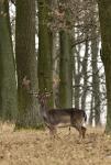 Fallow Deer (Dama dama)