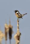 European stonechat (Saxicola rubicola)