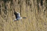 Greylag Goose (Anser anser)