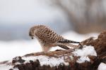 Kestrel (Falco tinunculus)