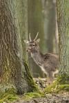 Fallow Deer (Dama dama)