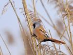 Sýkořice vousatá (Panurus biarmicus)