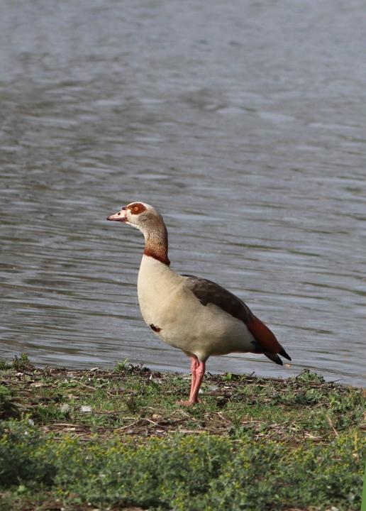 Alopochen aegyptiacus ( Egyptian goose)