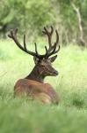 Red Deer (Cervus elaphus)