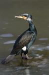 Kormorán velký (Phalacrocorax aristotelis)