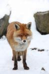  fox  ( Vulpes Vulpes)