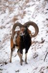 Mouflon (Ovis musimon)