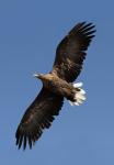  sea eagle ( Haliaeetus albicillus)