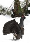 Capercaillie (Tetrao urogallus)