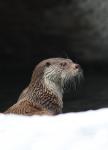 Otter (Lutra lutra)