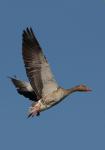 Greylag Goose (Anser anser)