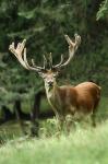 Red Deer (Cervus elaphus)