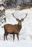 Red Deer (Cervus elaphus)