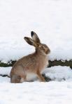 European Hare  (Lepus europaeus)