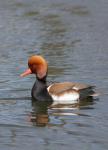 Red-crested Pochard (Netta rufina)