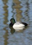 Greater Scaup (Aythya marila)