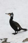 Cormorant (Phalacrocorax aristotelis)