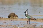 Northern Lapwing (Vanellus vanellus)