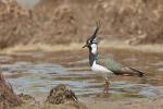 Northern Lapwing (Vanellus vanellus)