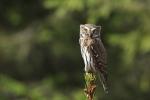 Pygmy (Glaucidium passerinum)