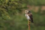 Kulíšek nejmenší (Glaucidium passerinum)