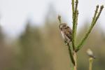 Kulíšek nejmenší (Glaucidium passerinum)