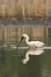 Spoonbill (Platalea leucorodia)