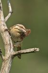 Eurasian wryneck (Jynx torquilla)