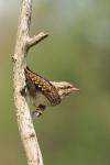 Eurasian wryneck (Jynx torquilla)