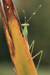 Praying mantis (Orantes mantis)