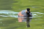 Black-necked grebe (Podiceps nigricollis)