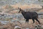 Alpine Chamois (Rupicapra rupicapra)