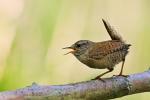 Wren (Troglodytes troglodytes)