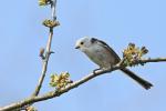 Long-tailed Tit (Aegithalos caudatus)