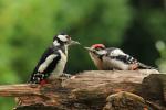 Great Spotted Woodpecker (Dendrocopos major)