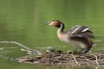 Great Crested Grebe (Podiceps cristatus)