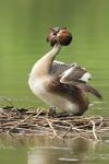 Great Crested Grebe (Podiceps cristatus)