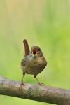 Wren (Troglodytes troglodytes)