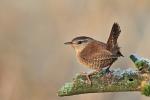 Wren (Troglodytes troglodytes)