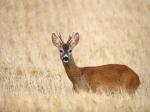  roe Deer ( Capreolus capreolus )