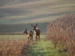  roe Deer ( Capreolus capreolus )