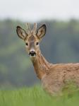  roe Deer ( Capreolus capreolus )