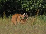  roe Deer ( Capreolus capreolus )