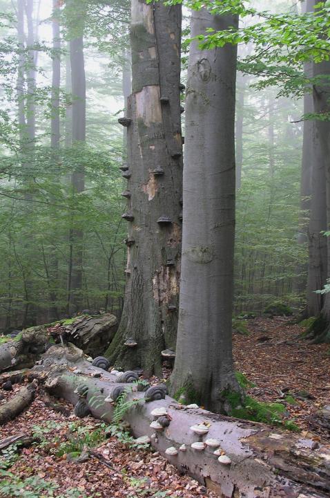 Tree (Arbor)